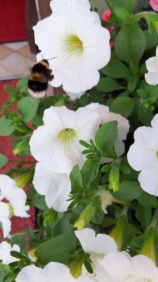 Landhaus Degen Bischofswiesen Exteriör bild